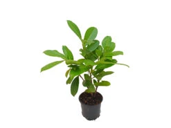 Kirschlorbeerhecke Novita®, 5 Pflanzen