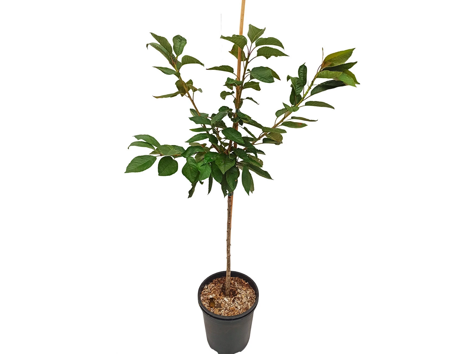 Süßkirsche »Regina«, 120 Cm Lieferhöhe, Platzfest, 300 Cm Wuchshöhe 2 Süßkirsche »Regina«, 120 Cm Lieferhöhe, Platzfest, 300 Cm Wuchshöhe – Bild 2