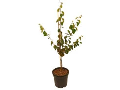 Quitte, Konstantinopler Apfelquitte, Buschbaum, Veredelter Stamm, Intensives Aroma