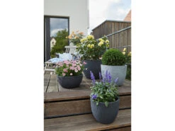 Scheurich Pflanzschale »Barceo Bowl«, Kunststoff, Ø 39 X H 18 Cm -Garten- Und Terrassengeschäft gcp75cbc4a75b2b4f5e9c5d4de7743d1ef7