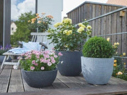 Scheurich Pflanzschale »Barceo Bowl«, Kunststoff, Ø 39 X H 18 Cm -Garten- Und Terrassengeschäft gcp9db6bb635365457180ee6be8d4803852