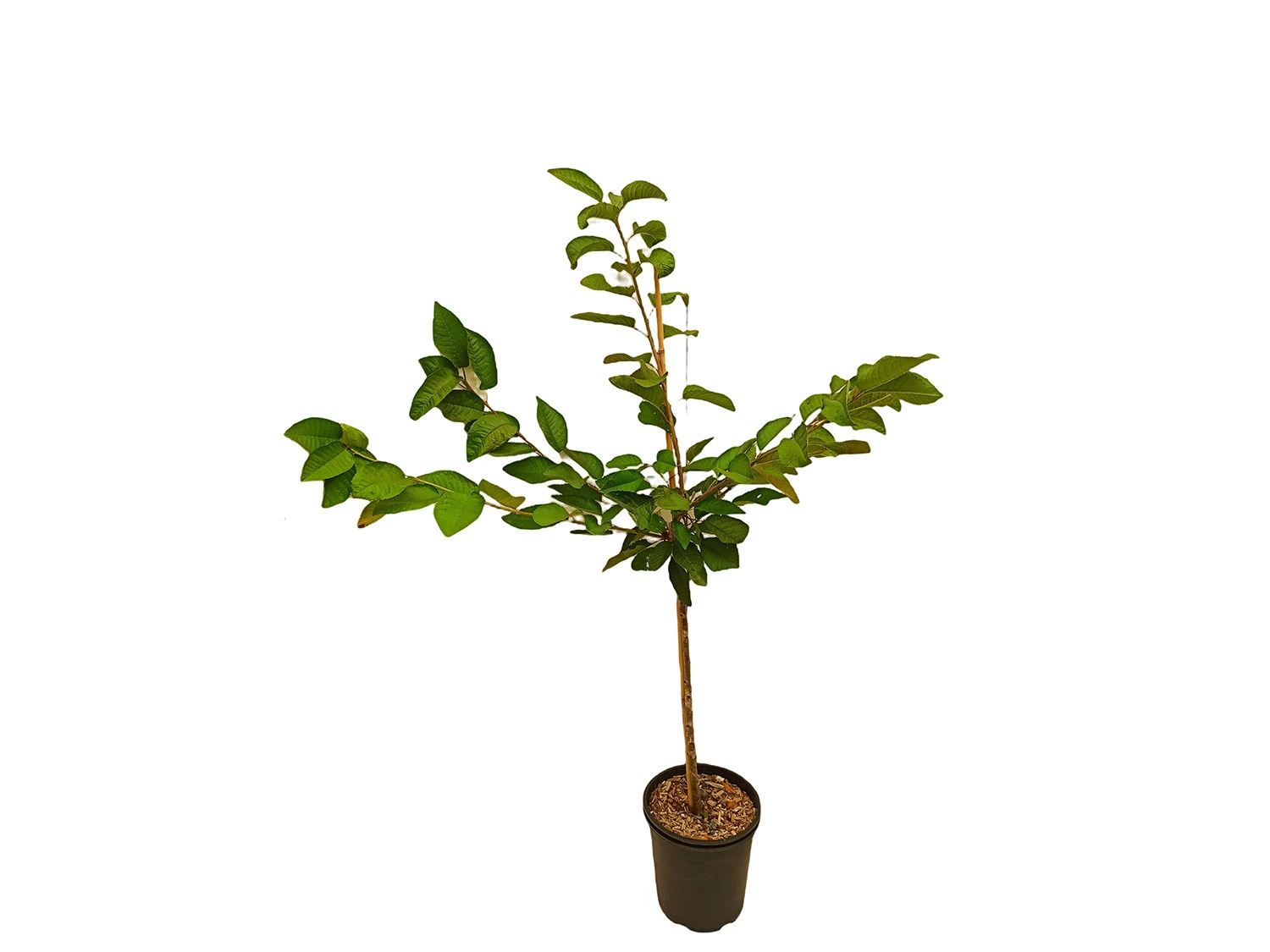 Süßkirsche »Regina«, 120 Cm Lieferhöhe, Platzfest, 300 Cm Wuchshöhe 1 Süßkirsche »Regina«, 120 Cm Lieferhöhe, Platzfest, 300 Cm Wuchshöhe