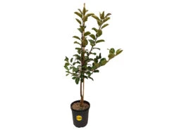 Apfelbaum »Santana®«, Buschbaum, Süß Und Saftig, Gut Für Allergiker Geeignet, Winterhart